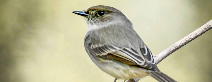 An eastern phoebe sits perched on a small twig of vegetation in the woods.