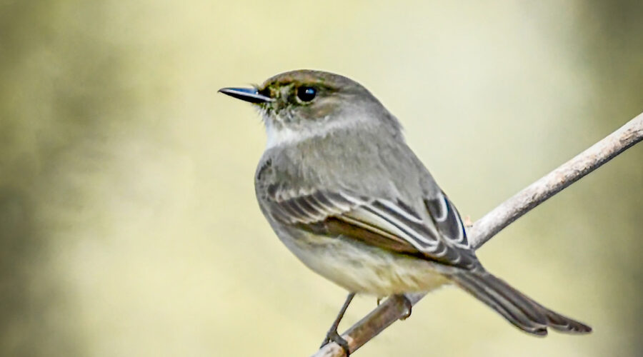 An eastern phoebe sits perched on a small twig of vegetation in the woods.