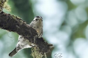 A little black and white warbler perches quietly on a branch in a peaceful green wood.