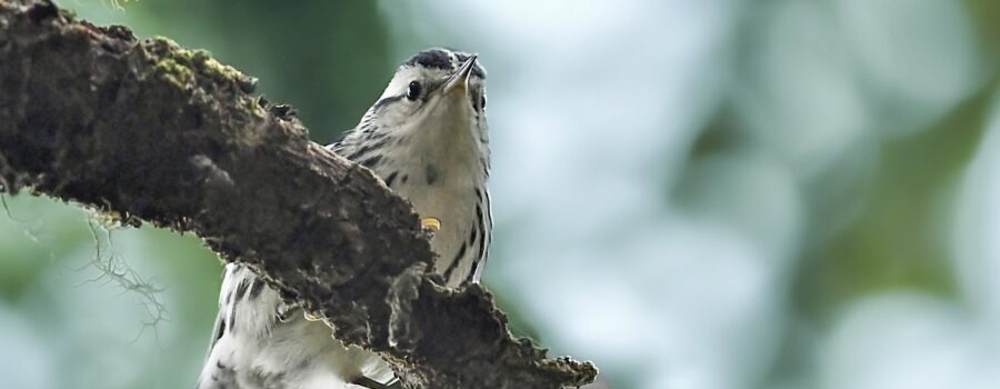 A little black and white warbler perches quietly on a branch in a peaceful green wood.