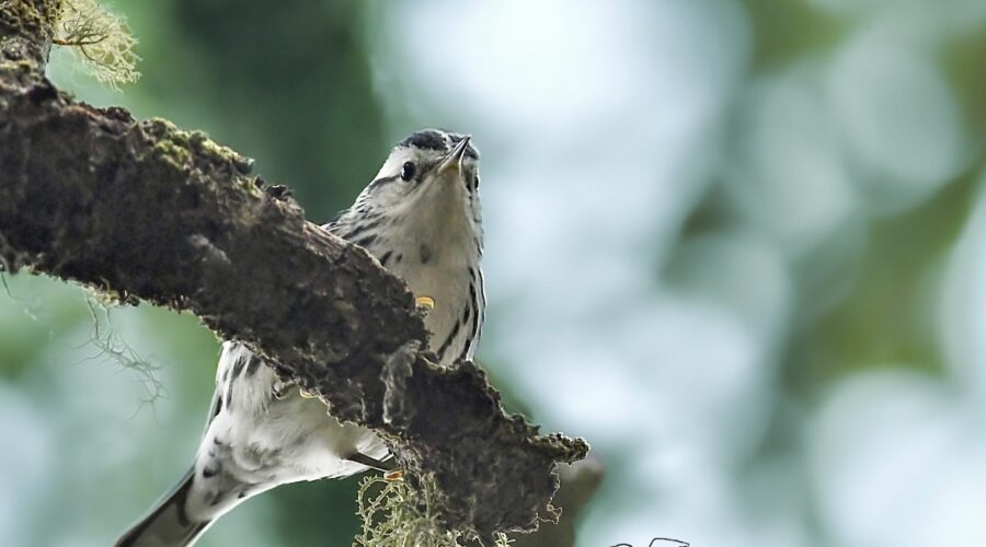 A little black and white warbler perches quietly on a branch in a peaceful green wood.