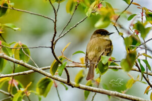 An eastern phoebe takes a rest in the branches of a black cherry tree that is just beginning to sprout leaves in early spring.