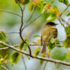 A Beautiful Eastern Phoebe Shows Us More Signs of Spring