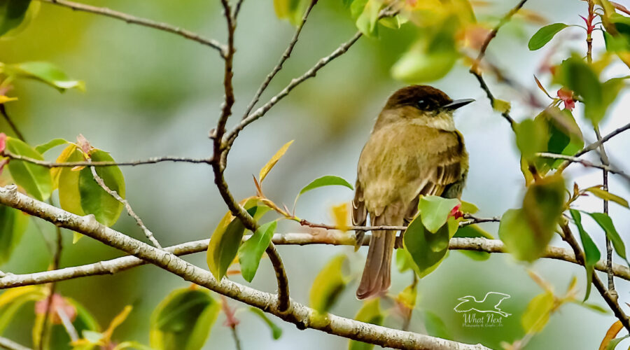 An eastern phoebe takes a rest in the branches of a black cherry tree that is just beginning to sprout leaves in early spring.
