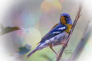 A beautiful northern parula is perched on a fine twig in the under brush.