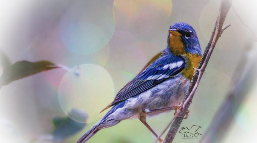 A beautiful northern parula is perched on a fine twig in the under brush.