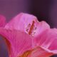 A Beautiful Pink Hibiscus is the First Flower of Spring
