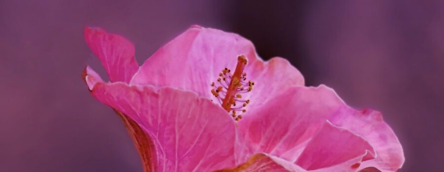 A pink hibiscus flower stands out against a soft, dark background.