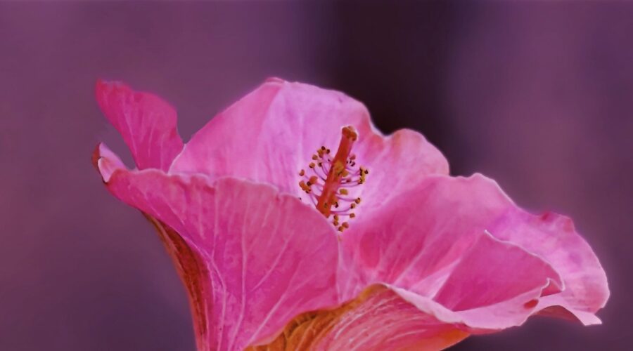 A pink hibiscus flower stands out against a soft, dark background.