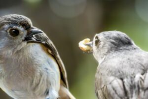 One tufted titmouse feeds another as part of their bonding rituals.