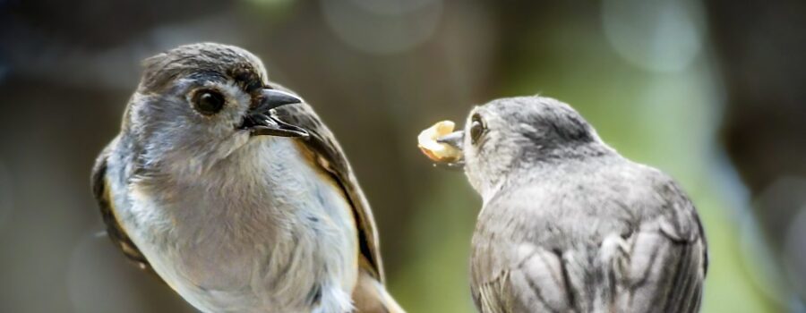 One tufted titmouse feeds another as part of their bonding rituals.