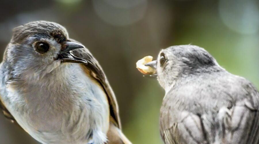 One tufted titmouse feeds another as part of their bonding rituals.