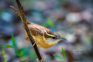 A Carolina wren perches just above the ground, waiting to grab some unsuspecting insect.