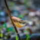 Little Carolina Wrens are Big Time Insect Hunters