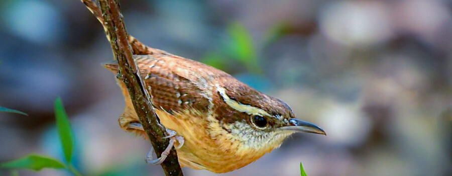 A Carolina wren perches just above the ground, waiting to grab some unsuspecting insect.