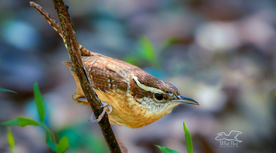 A Carolina wren perches just above the ground, waiting to grab some unsuspecting insect.