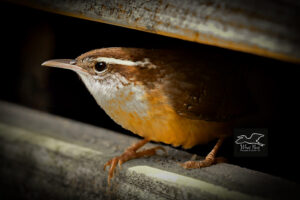 A Carolina wren perches between two boards and peers out into the daylight.