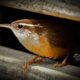 Colorful Carolina Wrens Can Move Around Incredibly Quietly