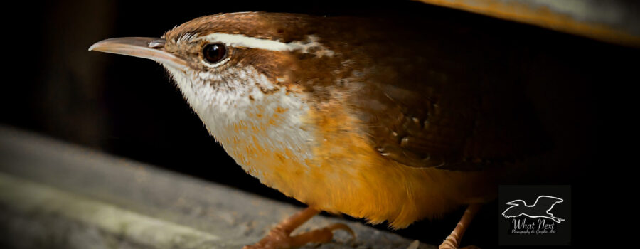 A Carolina wren perches between two boards and peers out into the daylight.