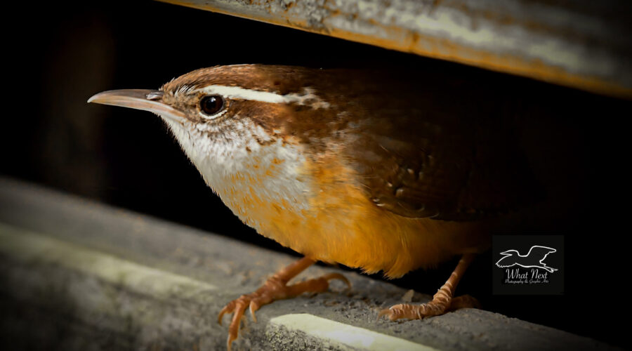 A Carolina wren perches between two boards and peers out into the daylight.