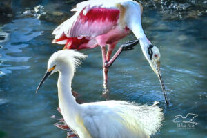 A roseate spoonbill and a snowy egret form a nearly perfect circle.