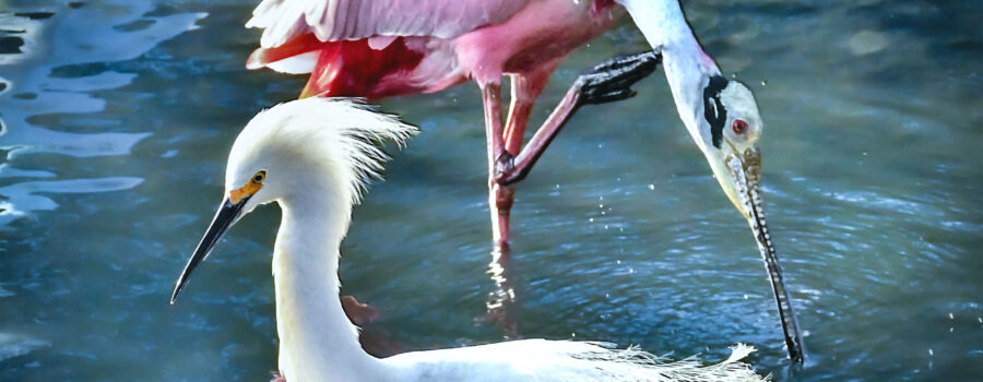 A roseate spoonbill and a snowy egret form a nearly perfect circle.