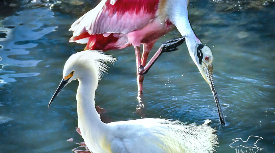 A roseate spoonbill and a snowy egret form a nearly perfect circle.