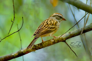 A chipping sparrow hides in the tree branches deep in the woods in order to stay safe.