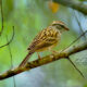 Little Chipping Sparrows Love to Hide in the Woods