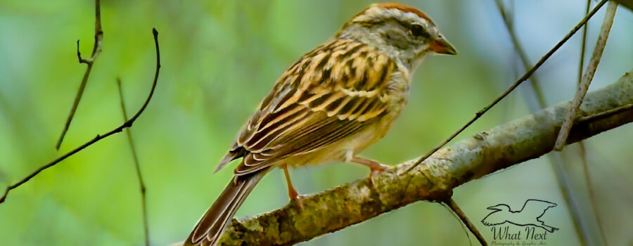 A chipping sparrow hides in the tree branches deep in the woods in order to stay safe.