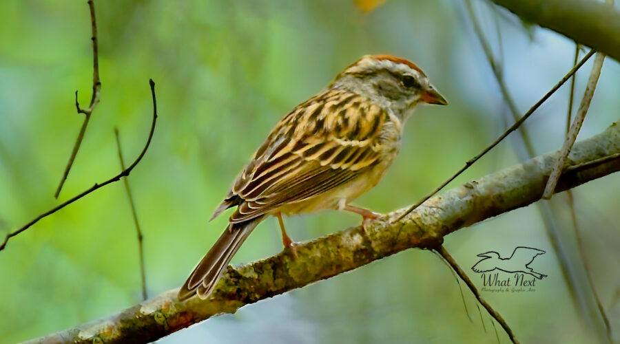 A chipping sparrow hides in the tree branches deep in the woods in order to stay safe.