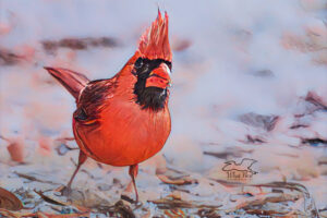 A male northern cardinal glances behind himself as he walks along the ground.