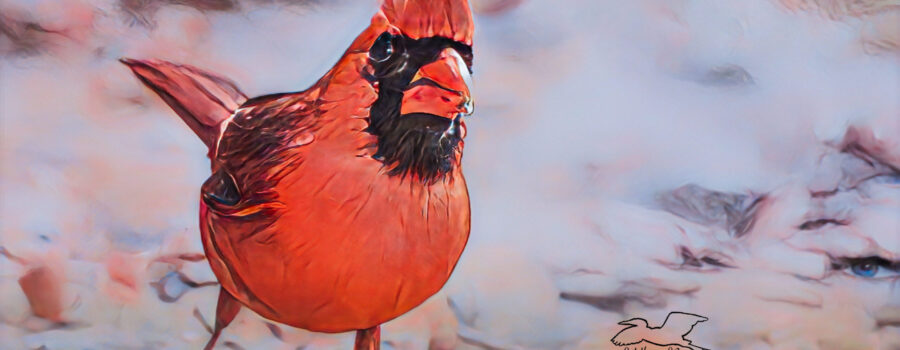 A male northern cardinal glances behind himself as he walks along the ground.