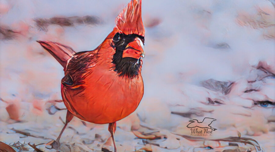 A male northern cardinal glances behind himself as he walks along the ground.
