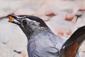 A handsome grey catbird enjoys a piece of orange to help fatten up before migrating north.