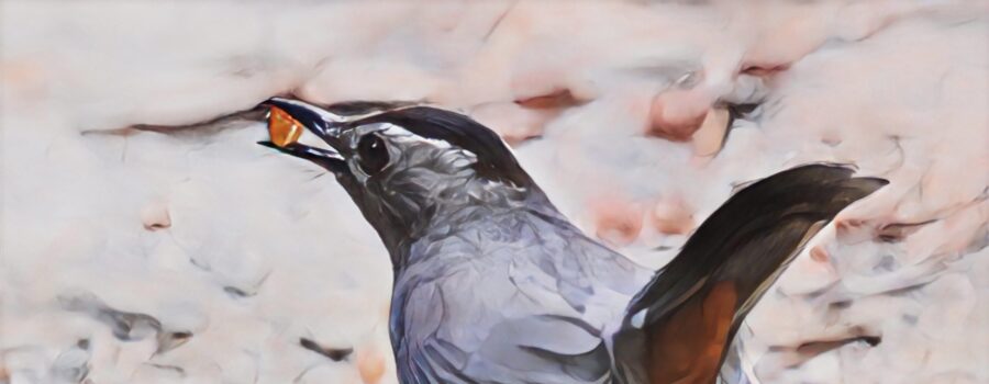 A handsome grey catbird enjoys a piece of orange to help fatten up before migrating north.