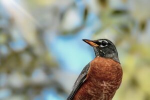 American Robins are a Beautiful Sign that Spring is Coming