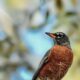 American Robins are a Beautiful Sign that Spring is Coming