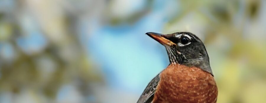 American Robins are a Beautiful Sign that Spring is Coming