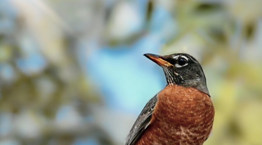 American Robins are a Beautiful Sign that Spring is Coming