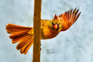 A female cardinal spreads her wings in preparation for flight from a vertical perch. She looks as if she is peering around the perch and waving.