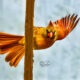 A Beautiful Northern Cardinal Says Hello