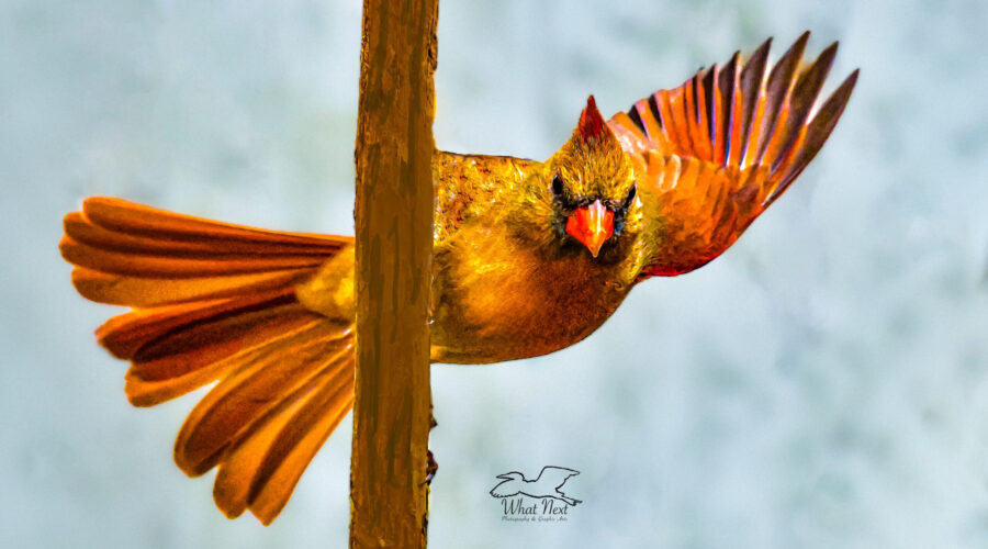 A female cardinal spreads her wings in preparation for flight from a vertical perch. She looks as if she is peering around the perch and waving.