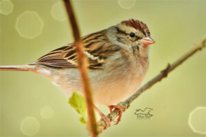 A little chipping sparrow perches on a small twig in the early spring.