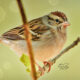 Adorable Little Chipping Sparrows are Everywhere Now