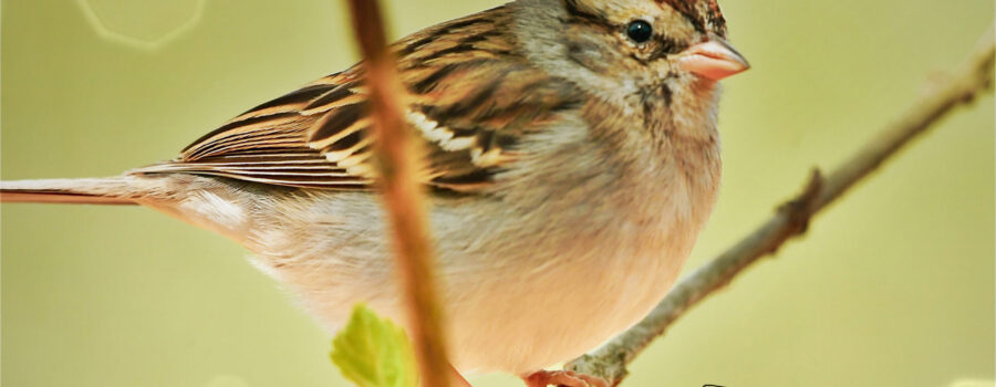 A little chipping sparrow perches on a small twig in the early spring.