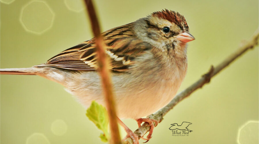 A little chipping sparrow perches on a small twig in the early spring.