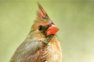A beautiful female cardinal provides a confident presence as she perches on a tree branches in the woods.