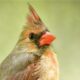 Female Cardinals Can Be Just As Beautiful as Males