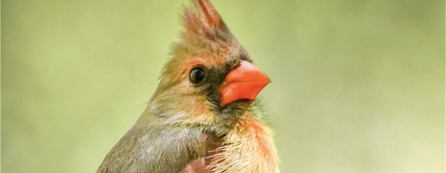 A beautiful female cardinal provides a confident presence as she perches on a tree branches in the woods.